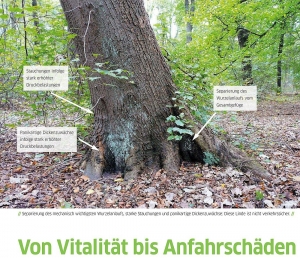 Von Vitalität bis Anfahrschäden - Rezertifizierung der LWK zertifizeriten Baumkontrolleure 2020
